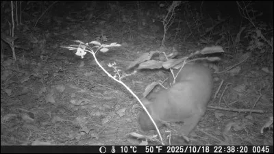 En 1935, Walt Disney sort un court-métrage intitulé Silly Symphonies, dans quelle série peut-on voir trois chatons ?