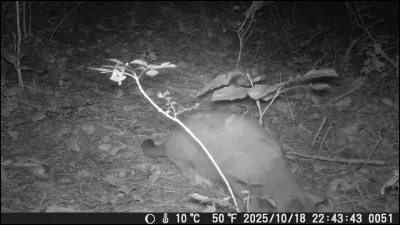 Dans quelle situation le mot "chat" peut-il prendre un S à la place du T ?