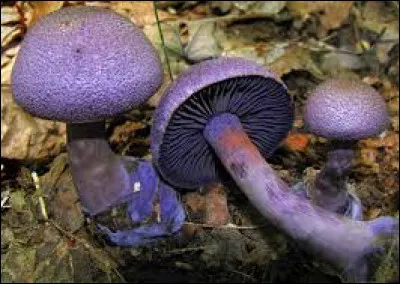 Durant quelle période de l'année pousse en forêt le cortinaire violet ?
