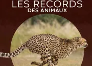 Quiz Les records des animaux : partie 2