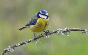Quiz Animaux