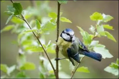 Quelle est l'espérance de vie d'une mésange ?