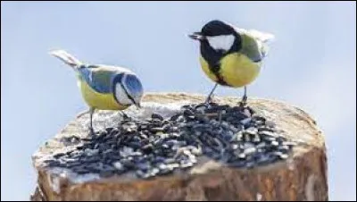 Quel est son régime alimentaire ?