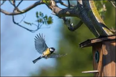 Sur quel continent vit-elle ?