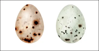 Combien dufs y a-t-il par ponte ?