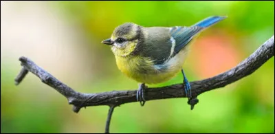 Après combien de temps les jeunes s'envolent-ils ?