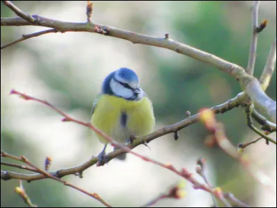 Est-elle plutôt diurne ou nocturne ?