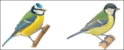 Bleue ou charbonnière ? Comment sont-elles placées sur cette image ?