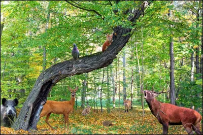 Est-ce qu'il doit y avoir des animaux ?