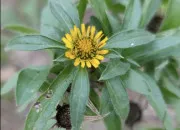 Quiz Les fleurs sauvages en Provence (8)