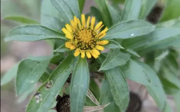 Quiz Fleurs