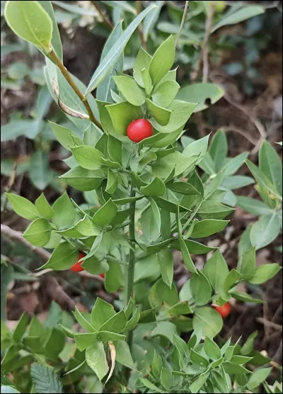 Quelle est cette plante ?
