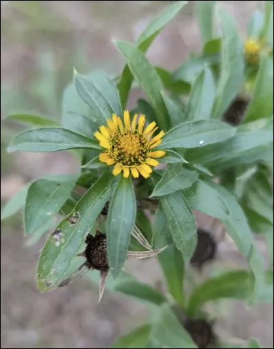 Quelle est cette fleur ?