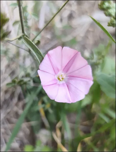 Quelle est cette fleur ?