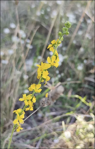 Quelle est cette fleur ?