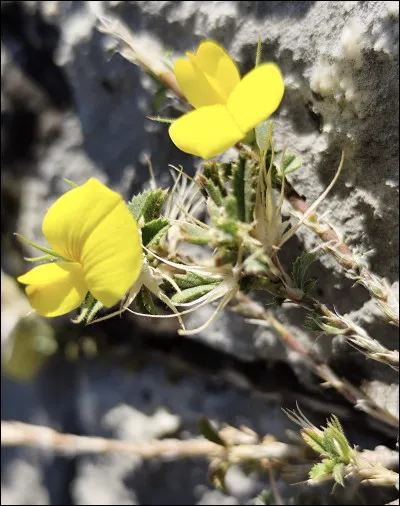 Quelle est cette fleur ?