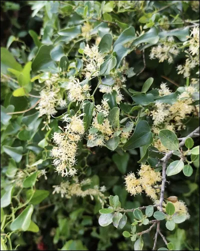 Quelle est cette fleur ?