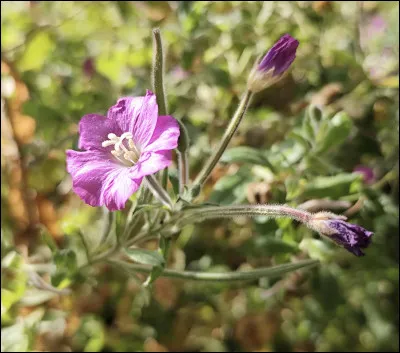 Quelle est cette fleur ?