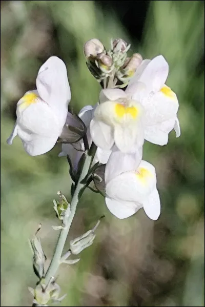 Quelle est cette fleur ?