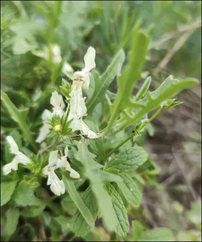 Quelle est cette fleur ?