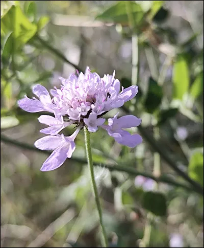 Quelle est cette fleur ?