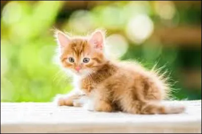Parmi ceux-là, quelle race de chat préfères-tu ?