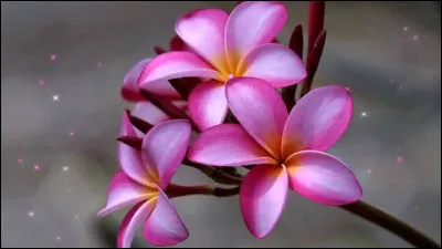 Que fais-tu souvent ou que voudrais-tu faire ?