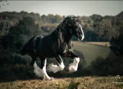 Quiz Connais-tu bien le Shire (cheval) ?