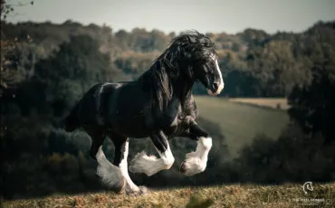 Quiz Chevaux