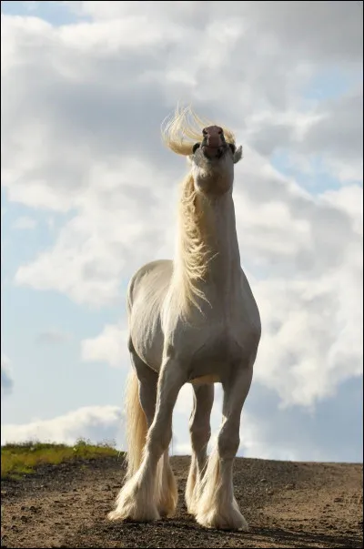 De quelle robe ne peut pas être le Shire ?