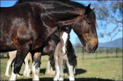 Quel est le caractère principal du Shire ?