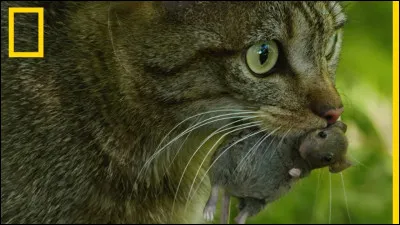 Quel est ton principal défaut ? 2