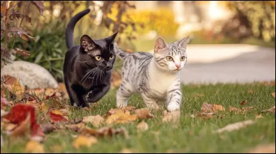 Es-que l'amour a une place importante dans ta vie ?