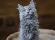 Test Es-tu fait(e) pour vivre avec un chat ?