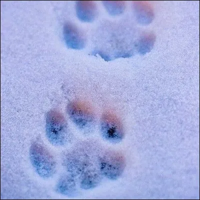 En général les chats t'apprécient-ils ?