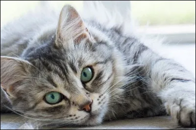 Généralement, aimes-tu les animaux ?