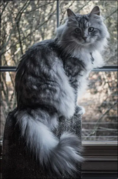 Serais-tu prêt(e) à donner de l'argent et du temps pour ses soins, ses besoins, ses envies, sa nourriture ?