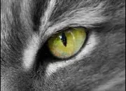 Quiz Culture gnrale autour de l'oeil