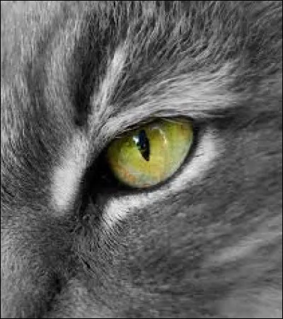 De quel animal dit-on avoir l'oeil lorsqu'on a une excellente vue ?