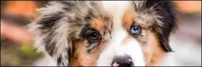 Quand on a un oeil de chaque couleur, on dit qu'on a les yeux :