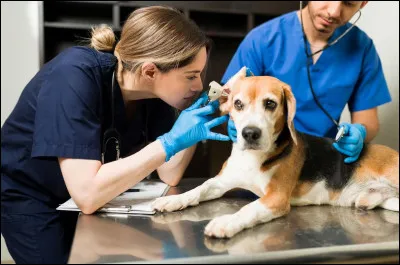 Ton rêve, ce serait...