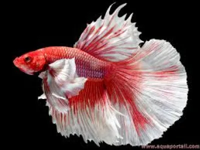 Qu'est-ce que n'est pas un arbalétrier ?