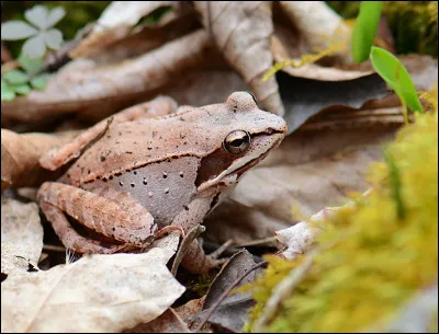 Quelle grenouille d'Amérique du Nord est capable de geler son corps en hiver sans en mourir et de dégeler au printemps ?