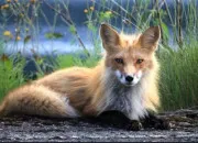 Quiz Les animaux avec seulement les consonnes !