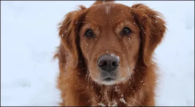 Salut ! Bienvenue sur mon test !
Commençons : aimes-tu les chiens ?