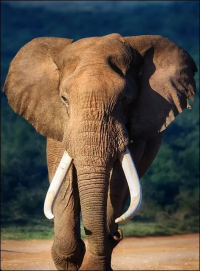 Aimes-tu les animaux ?