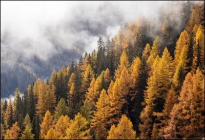 Une forêt dominée par des mélèzes est appelée mélézin.