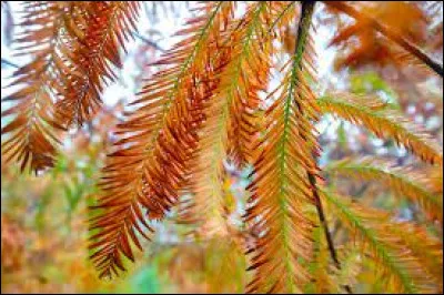 Le mélèze perd ses aiguilles en automne et en hiver.