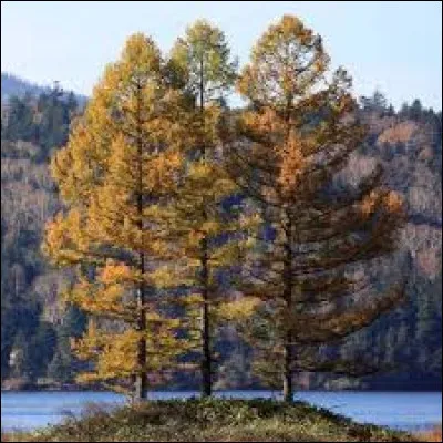 Le mélèze du Japon pousse entre 1 200 et 2 400 mètres d'altitude.