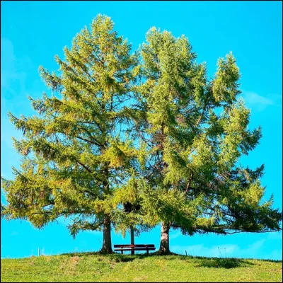 Le mélèze est l'emblème du Liban.